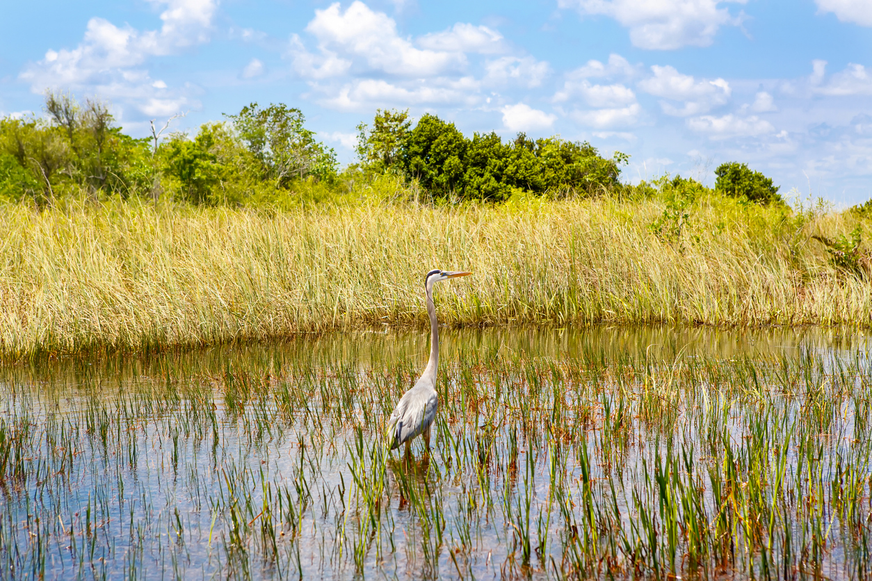 Animals of our creeks, rivers and marshes