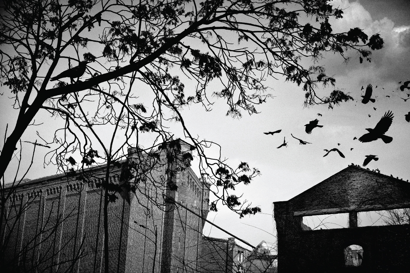 Birds flying against a darkened sky with the branches of a tree in the foreground and a couple of buildings in the background