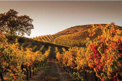 Sonoma County Landscape