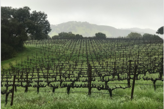 A vineyard scene in winter