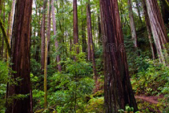 A scene from a giant redwoods forest