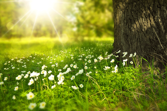 A field of white wildflowers against a backdrop of a rising sun.