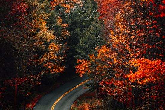 fall leaves and a curvy road