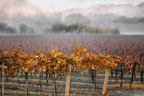 vineyards in winter, fog, and mountains