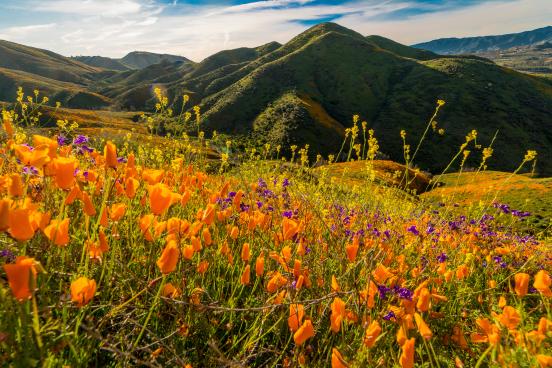 field of poppies