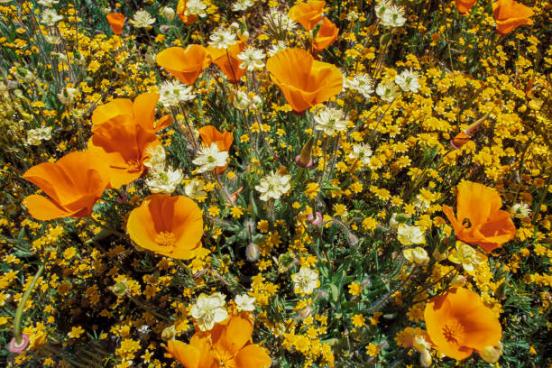 California poppies