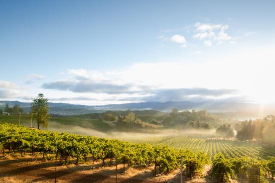 vineyards in summer with fog