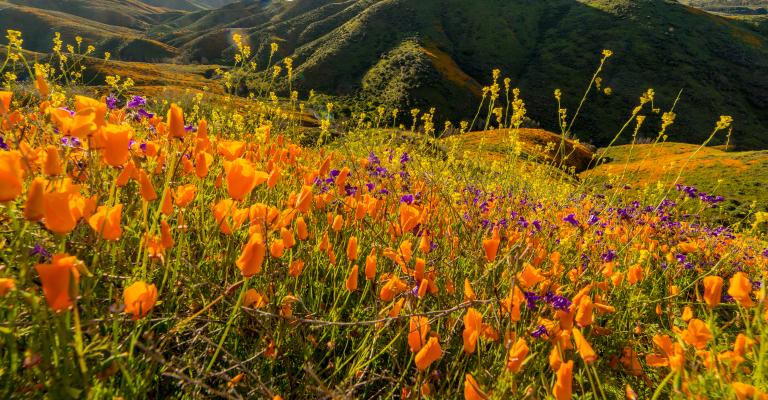 field of poppies
