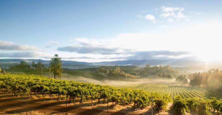 vineyards in summer with fog