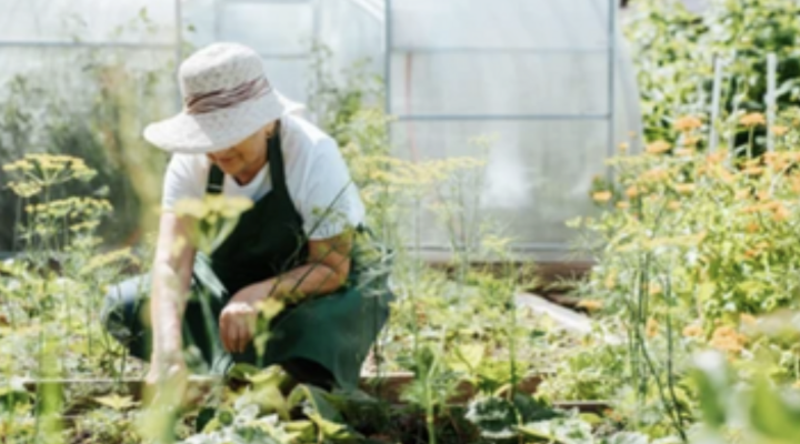 person gardening