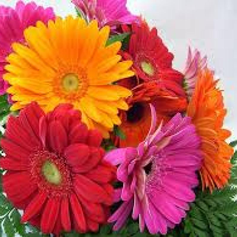 colorful flowers