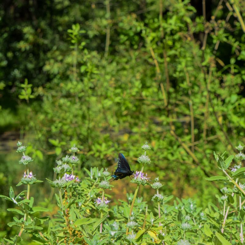 butterflies in a garden