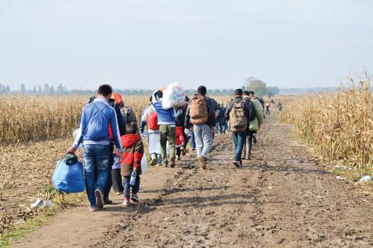 A group of illegal immigrants walking along a dirt road in a field of corn