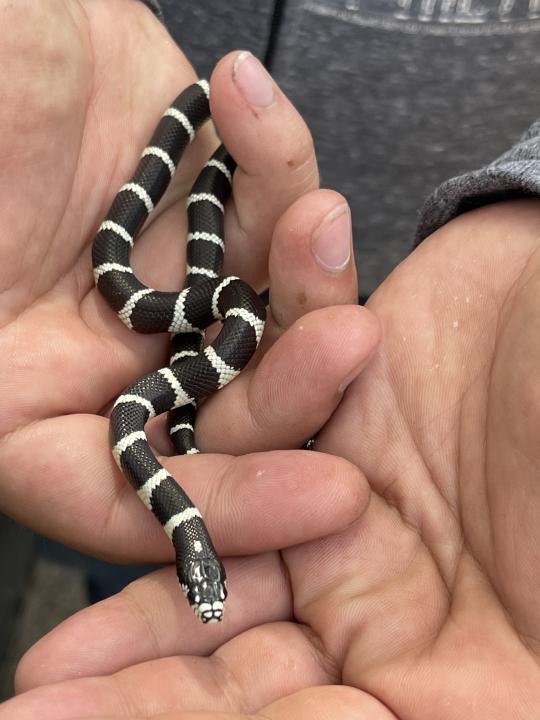 A black and white-striped garter snake in the palm of a hand