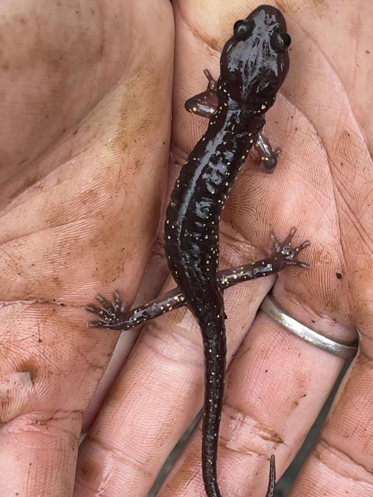A little black lizard in the palm of a hand