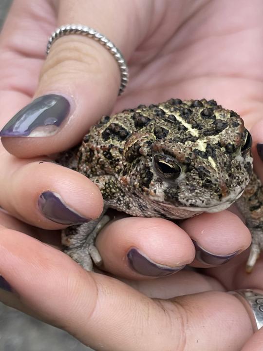 A lady holding a toad in the palm of her hand