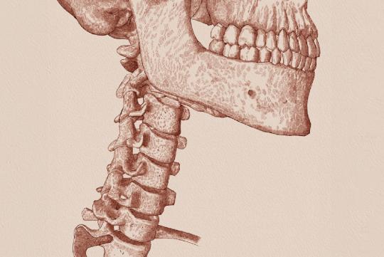 An illustration of a skeleton.