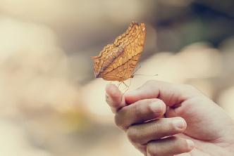 An orange butterfly perched on a person's hand